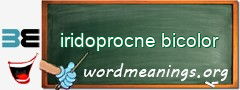 WordMeaning blackboard for iridoprocne bicolor